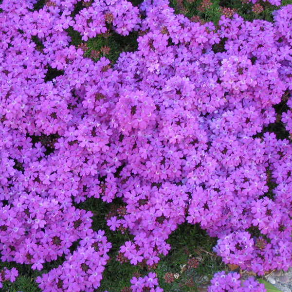 Verbena