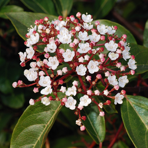 Viburnum