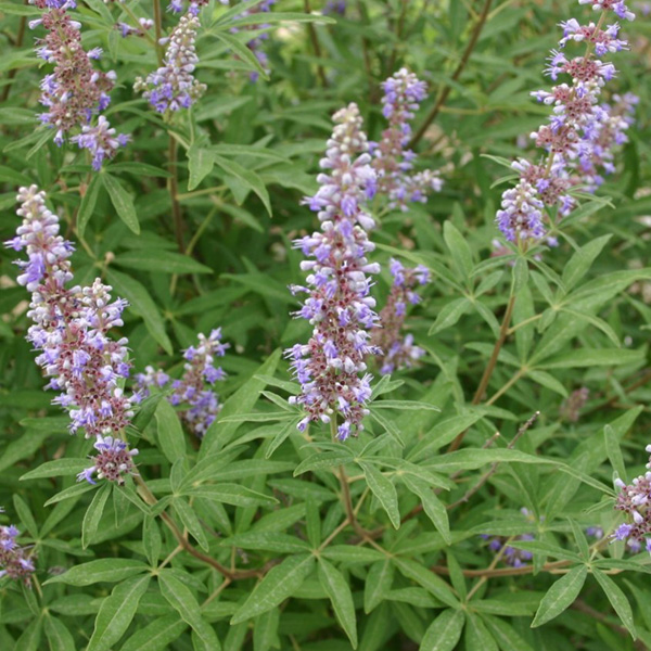 Vitex