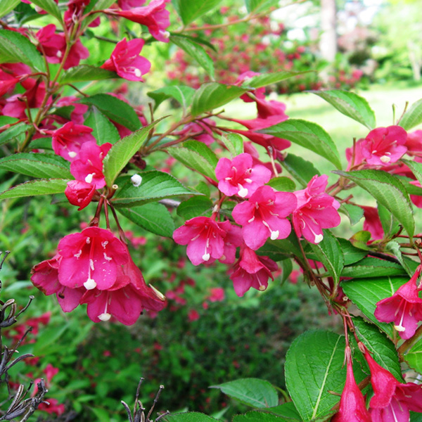 Weigela