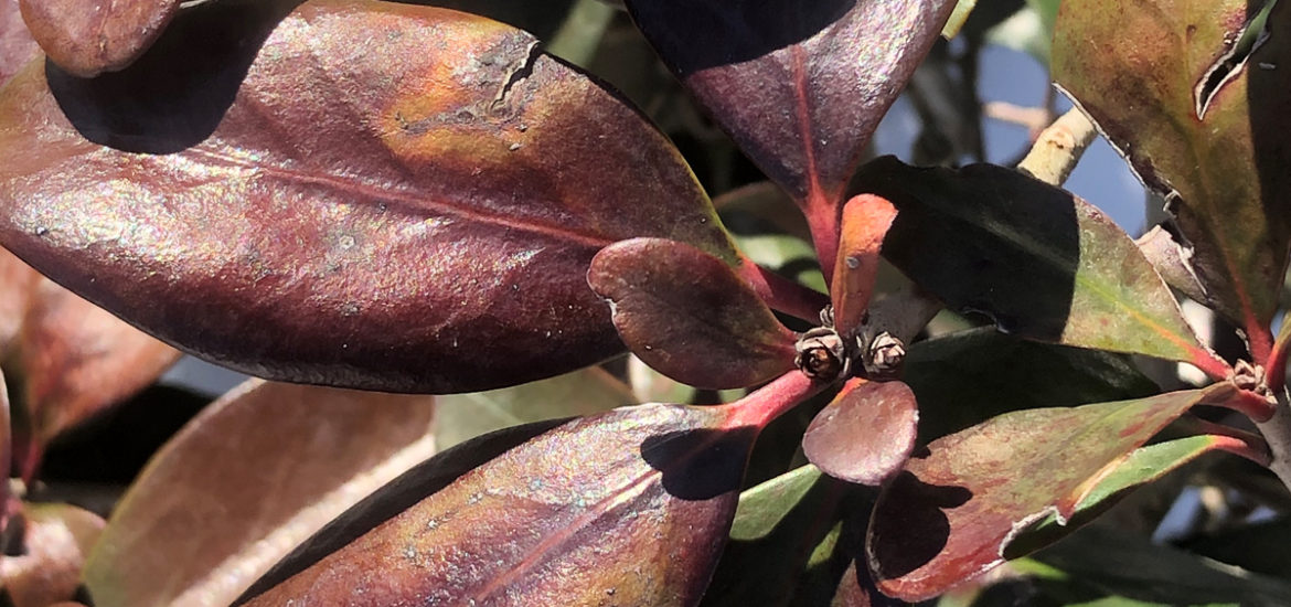 Plant Recovery After a Hard Freeze