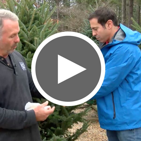 Christmas Tree Recycling - The Good Earth Garden Center