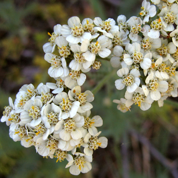 Yarrow