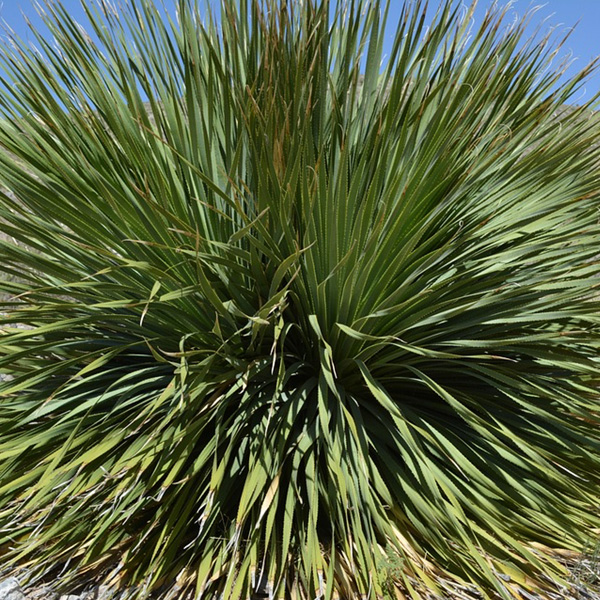 Yucca