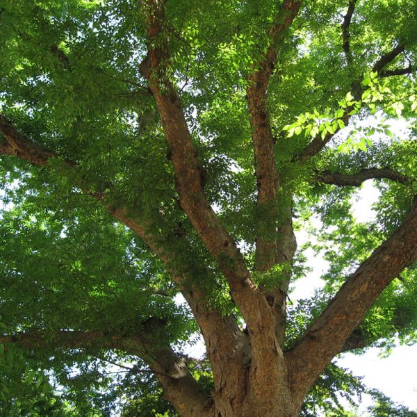 Zelkova